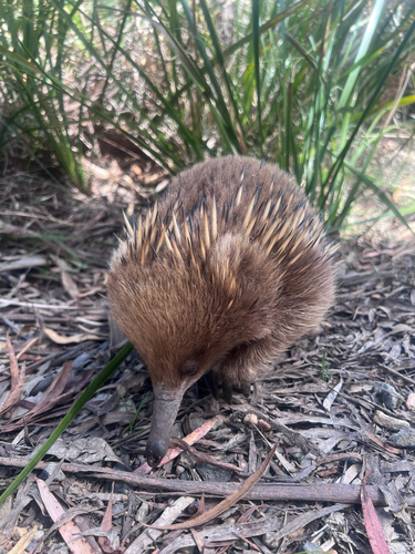 Tasmanian Echidna
