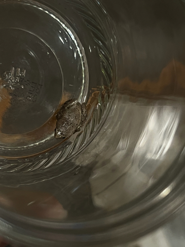 Western Narrow-mouthed Toad