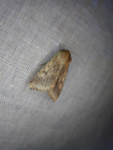 Cotton Bollworm Moth