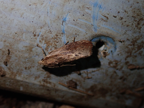 Greater Wax Moth