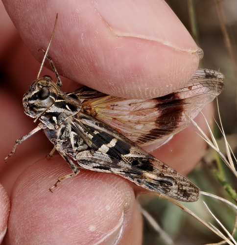 Senegalese Grasshopper