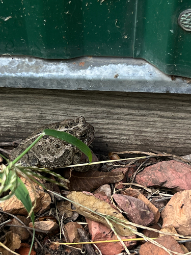 Woodhouse's Toad