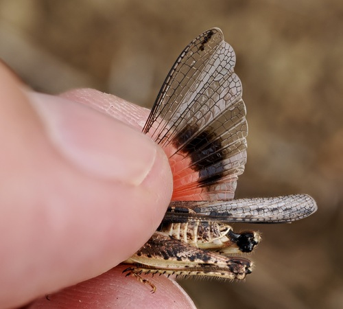 Common Digging Grasshopper