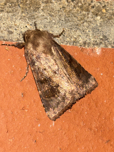 Bronzed Cutworm Moth