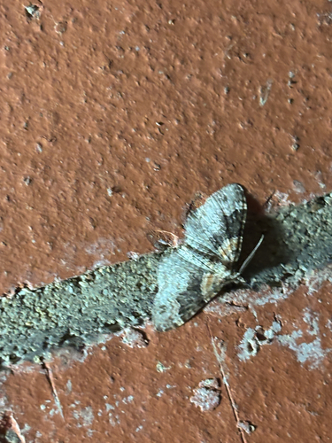 Dark-barred Twin-spot Carpet