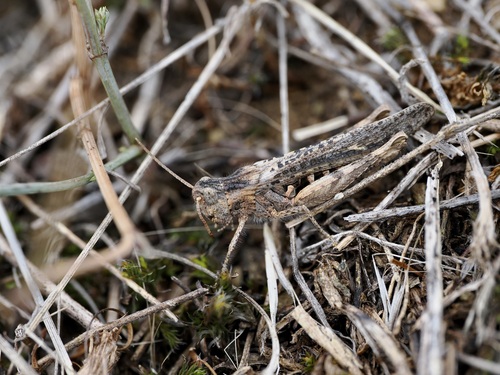 Glyptobothrus