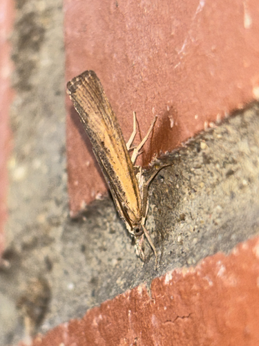 Sod Webworm Moth