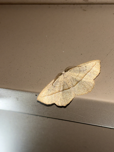 Confused Eusarca Moth