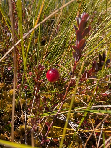 Large cranberry