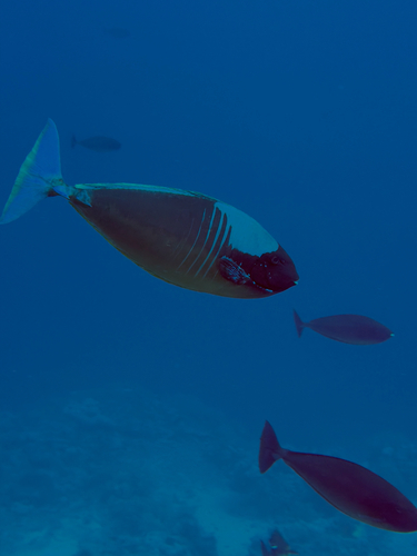 Naso hexacanthus observed 2026-09-08