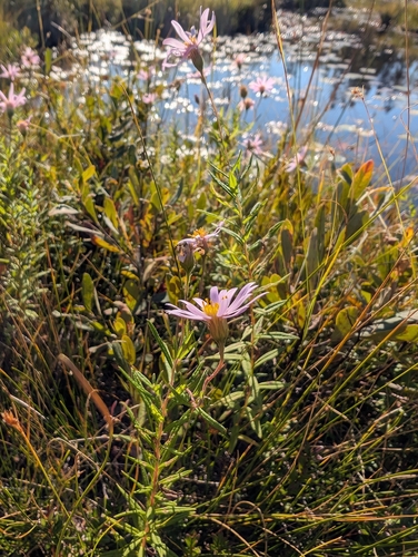 bog aster