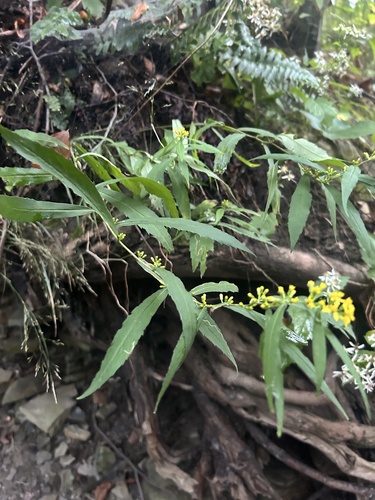 bluestem goldenrod