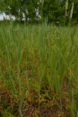 Valerianella dentata