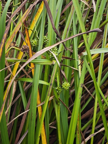 Sparganium erectum, photograph 4