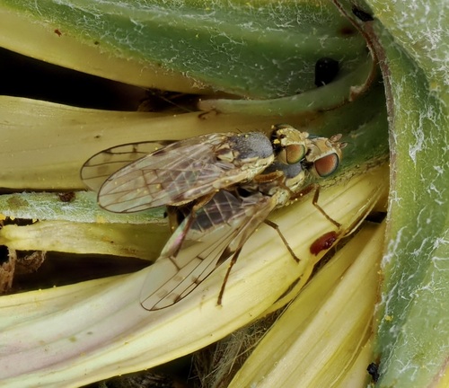 Sow-thistle Fly