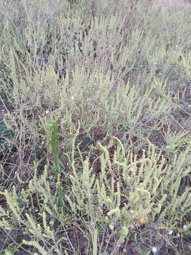 common ragweed
