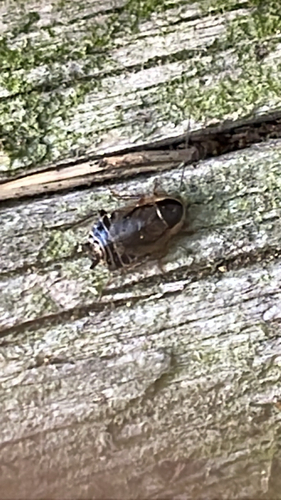 Forest Cockroach
