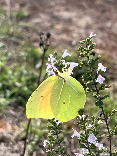 Cleopatra Butterfly