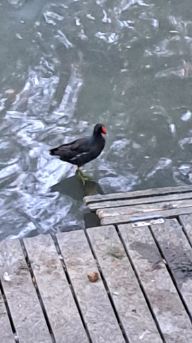 Eurasian Moorhen