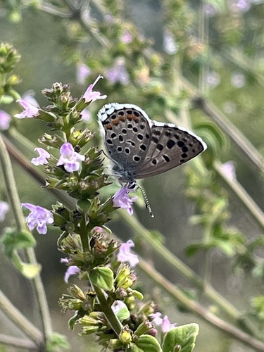 Eastern Baton Blue