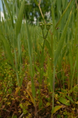 Valerianella dentata