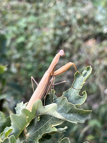 European Mantis