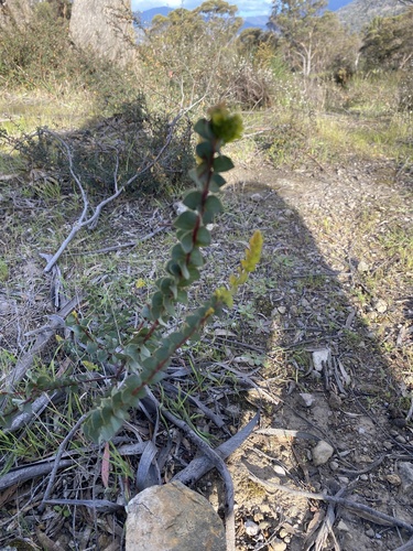 Acacia pravissima observed 2026-09-21