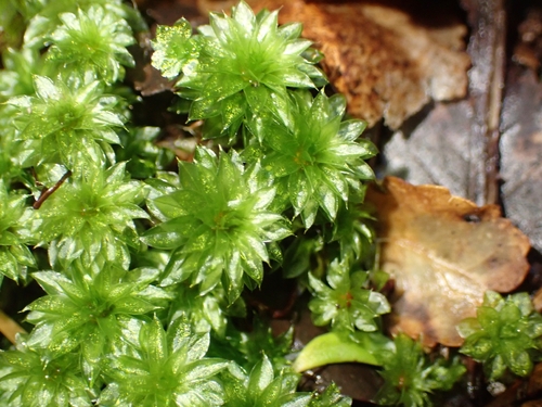 Rosulabryum subtomentosum observed 2026-09-20
