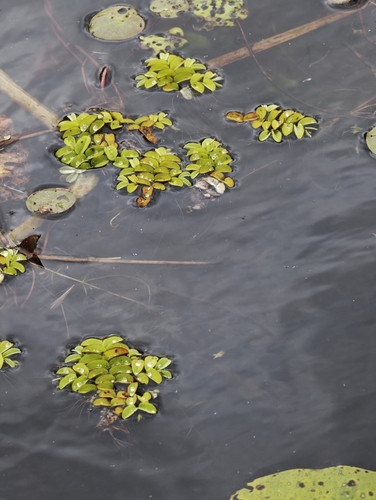Salvinia natans