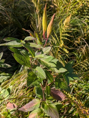 swamp milkweed