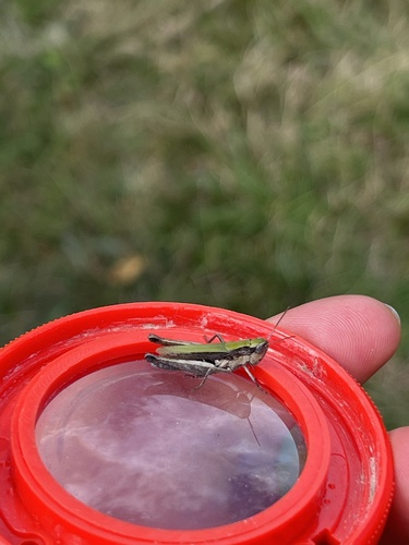 Steppe Grasshopper