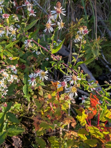 calico aster