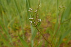 Valerianella dentata