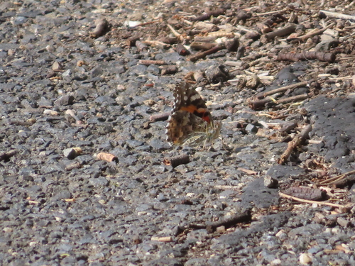 Australian Painted Lady