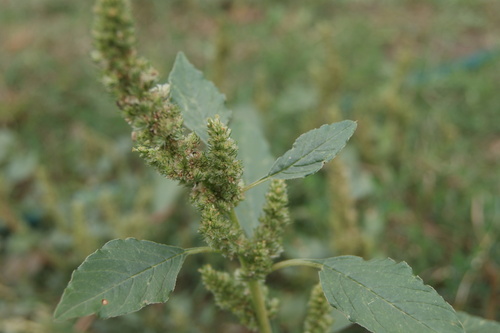 Redroot Amaranth