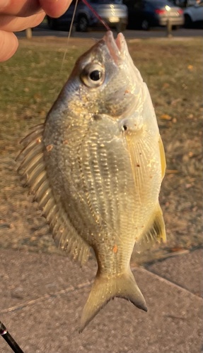 Yellowfin Bream