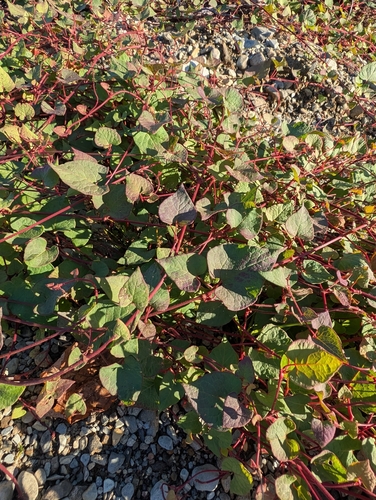 fringed black bindweed