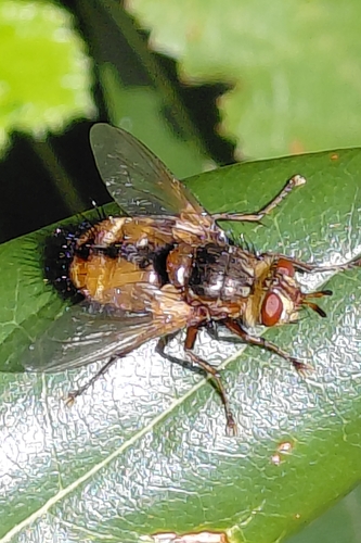 Common Tachinid