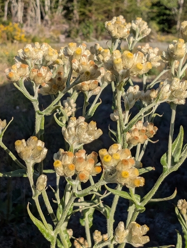 macoun's everlasting