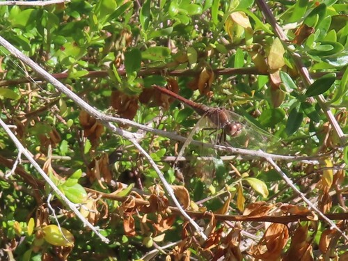 Wandering Percher