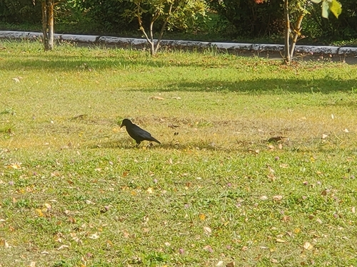 Western Rook