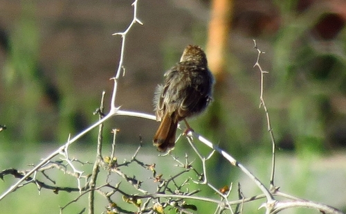 iNaturalist image