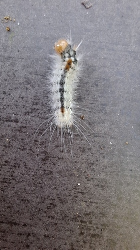 Nut-Tree Tussock
