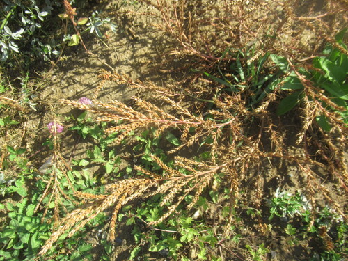 Slender Russian thistle (Salsola collina)