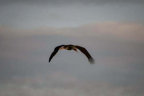 Black Stork