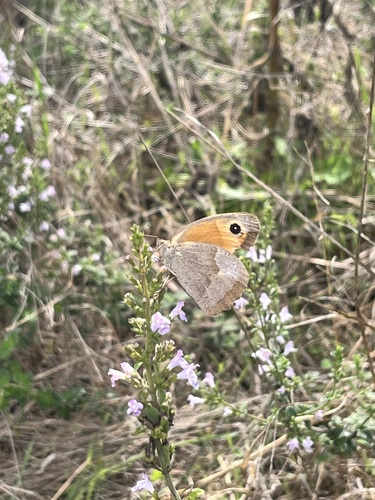 Meadow Brown
