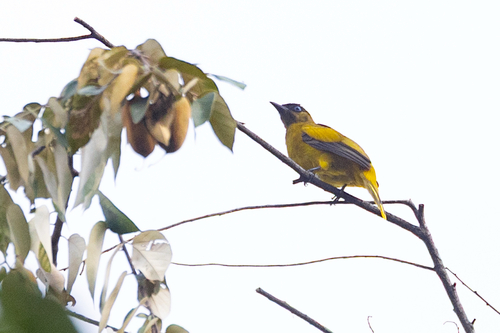 Pycnonotus atriceps observed 2026-09-21