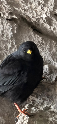 Yellow-billed Chough