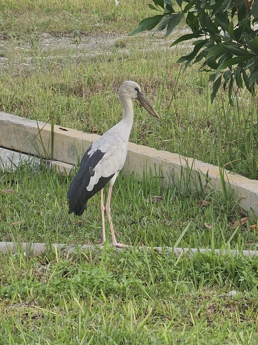 Asian Openbill