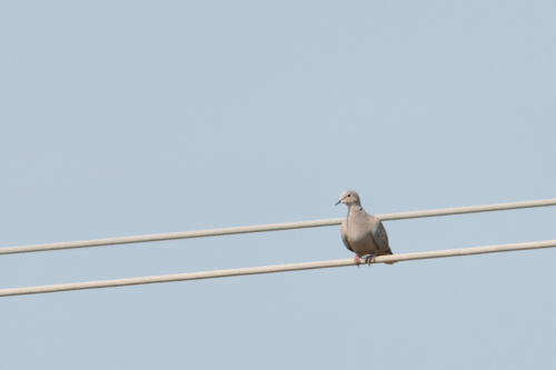 Eurasian Collared-Dove
